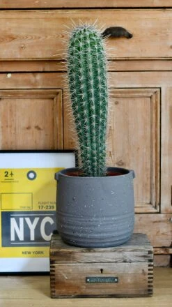 Pachycereus Pringlei, Cardon Cactus Or Mexican Giant Cardon -Verdant Haven Sales Store DSC 2202