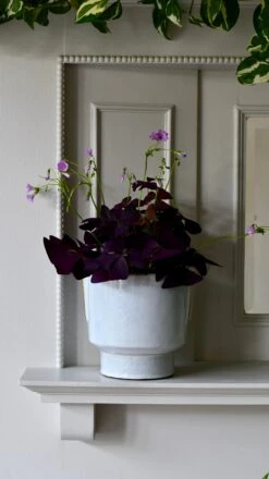 Aries Premium Glaze Handle Planter (14cm Indoor Plant Pot) -Verdant Haven Sales Store DSC 2240 0952aeb3 2571 41aa 9880 6b45d0340107