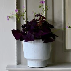 Aries Premium Glaze Handle Planter (14cm Indoor Plant Pot) -Verdant Haven Sales Store DSC 2241 5d0c73fb ed1f 4ee4 abb2 10ba40425398