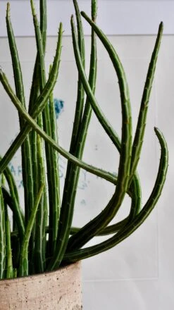 Big Kleinia Senecio (Stapeliiformis, Pickle Plant, Candle Stick Plant) -Verdant Haven Sales Store DSC 2264