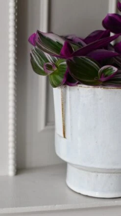 Aries Premium Glaze Handle Planter (14cm Indoor Plant Pot) -Verdant Haven Sales Store DSC 2271 0b08b75a ae56 4dea 839a 498150d358ad