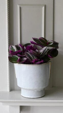 Aries Premium Glaze Handle Planter (14cm Indoor Plant Pot) -Verdant Haven Sales Store DSC 2276 051a3f00 4ecb 4bcf 912f c9182608140f