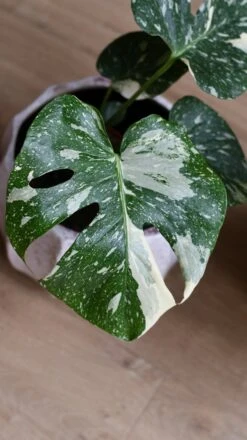 Thai Constellation Cheese Plant - Lots Of White Variegation 15cm X 45cm -Verdant Haven Sales Store DSC 2299