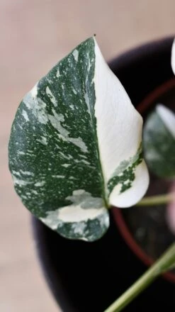 Thai Constellation Cheese Plant - Lots Of White Variegation 12cm X 25cm -Verdant Haven Sales Store DSC 2305 3b79f04d 1960 4666 bc13 f38433b0bbd3