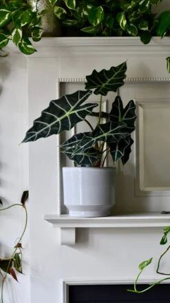 Pebble Premium Glaze Planter (16cm Indoor Plant Pot) -Verdant Haven Sales Store DSC 2316