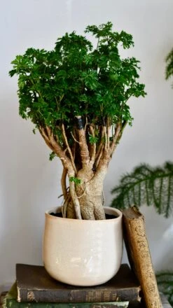 Polyscias Ming Parsely Bonsai | Polyscias Fruticosa Elegans | Happy Houseplants -Verdant Haven Sales Store DSC 2392