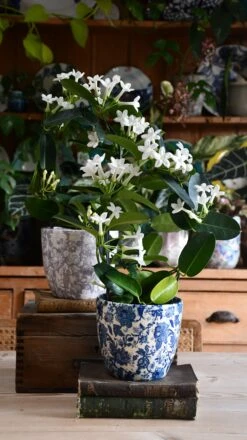 Stephanotis Floribunda (Madagascar Jasmine) -Verdant Haven Sales Store DSC 2409