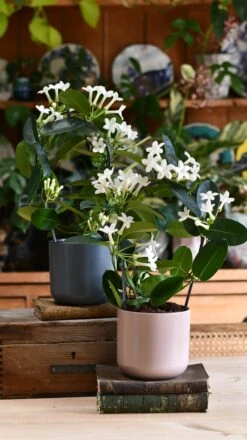 Stephanotis Floribunda & Lisbon Planter -Verdant Haven Sales Store DSC 2426