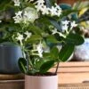 Stephanotis Floribunda (Madagascar Jasmine)