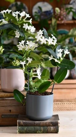 Stephanotis Floribunda & Lisbon Planter -Verdant Haven Sales Store DSC 2429 47aa6ddf db8f 4a7b bf03 69aaa94186a6