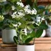 Stephanotis Floribunda & Lisbon Planter