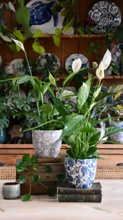 Peace Lily (Spathiphyllum) & Monza Planter -Verdant Haven Sales Store DSC 2438