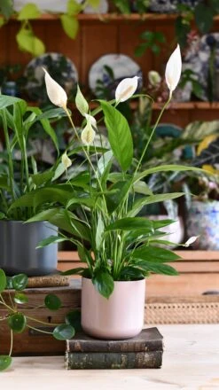 Peace Lily & Lisbon Planter -Verdant Haven Sales Store DSC 2447 d3e44044 7870 4a39 8831 a76ed3bba089