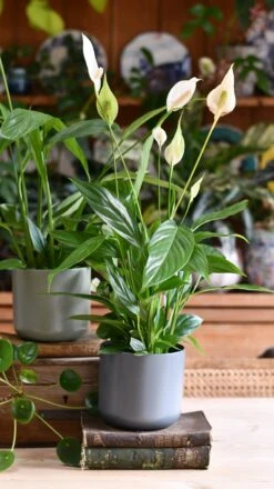 Peace Lily & Lisbon Planter -Verdant Haven Sales Store DSC 2453