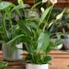 Peace Lily & Lisbon Planter