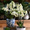 White Phalaenopsis Bouquet Orchids & Monza Planter