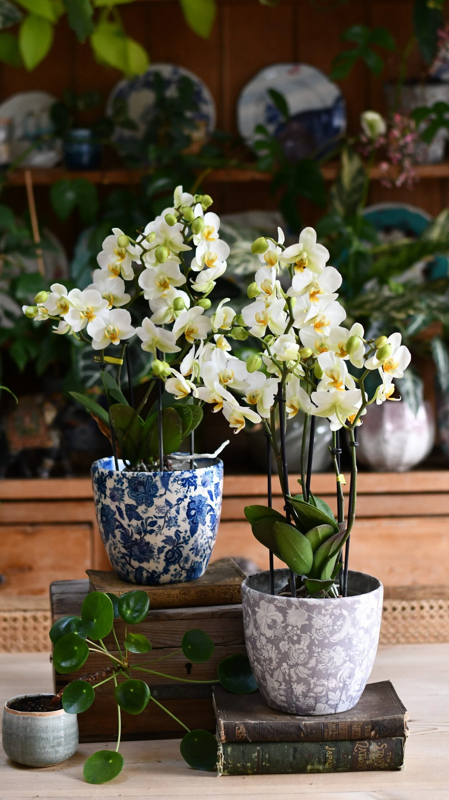 White Phalaenopsis Bouquet Orchids & Monza Planter 1 White Phalaenopsis Bouquet Orchids & Monza Planter