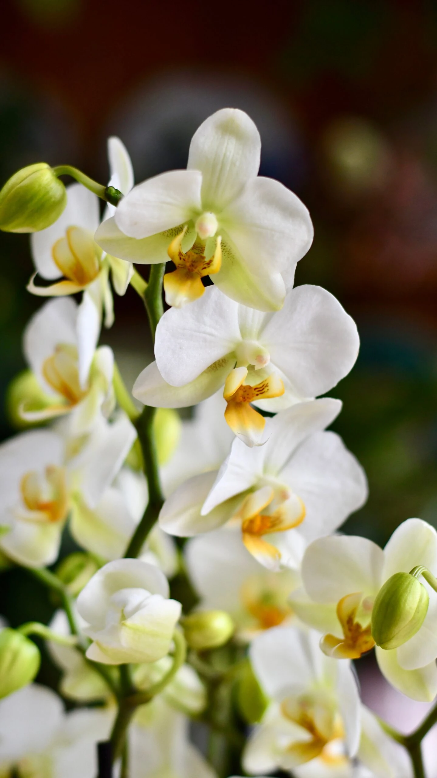 White Phalaenopsis Bouquet Orchids & Monza Planter 2 White Phalaenopsis Bouquet Orchids & Monza Planter - Image 2