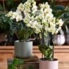 Phalaenopsis Orchid Bouquet & Lisbon Planter