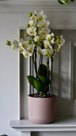 Phalaenopsis Orchid Bouquet & Lisbon Planter -Verdant Haven Sales Store DSC 2482
