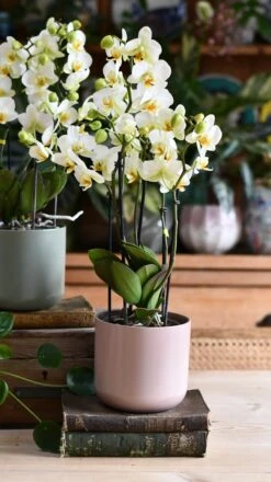 Phalaenopsis Orchid Bouquet & Lisbon Planter -Verdant Haven Sales Store DSC 2485