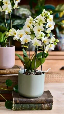 Phalaenopsis Orchid Bouquet & Lisbon Planter -Verdant Haven Sales Store DSC 2487