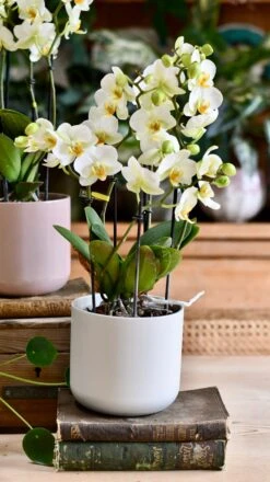 Phalaenopsis Orchid Bouquet & Lisbon Planter -Verdant Haven Sales Store DSC 2489