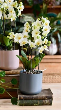 Verdant Haven Sales Store -Verdant Haven Sales Store DSC 2493