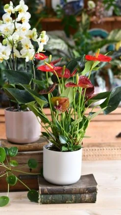 Red Anthurium Andraeanum & Lisbon Planter -Verdant Haven Sales Store DSC 2499 755f5dc4 b7b0 4cec b964 92707435b084
