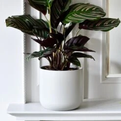 Lisbon Designer Planter Light Grey 13cm 7 Lisbon Designer Planter Light Grey 13cm -Verdant Haven Sales Store DSC 2519