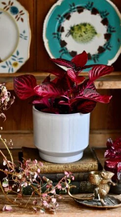 Large Blood Leaf Plant (Iresine Herbstii, Chicken-Gizzard, Beefsteak Plant) -Verdant Haven Sales Store DSC 2541