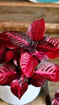 Large Blood Leaf Plant (Iresine Herbstii, Chicken-Gizzard, Beefsteak Plant) -Verdant Haven Sales Store DSC 2550
