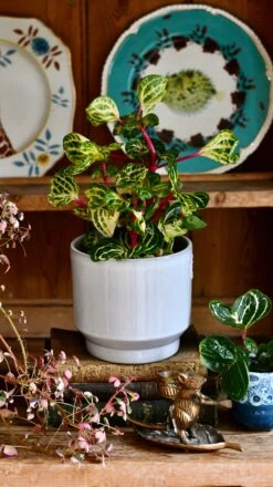 Large Iresine Herbstii Funnygold 7 Large Iresine Herbstii Funnygold -Verdant Haven Sales Store DSC 2551