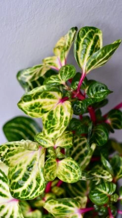 Large Iresine Herbstii Funnygold 6 Large Iresine Herbstii Funnygold -Verdant Haven Sales Store DSC 2571