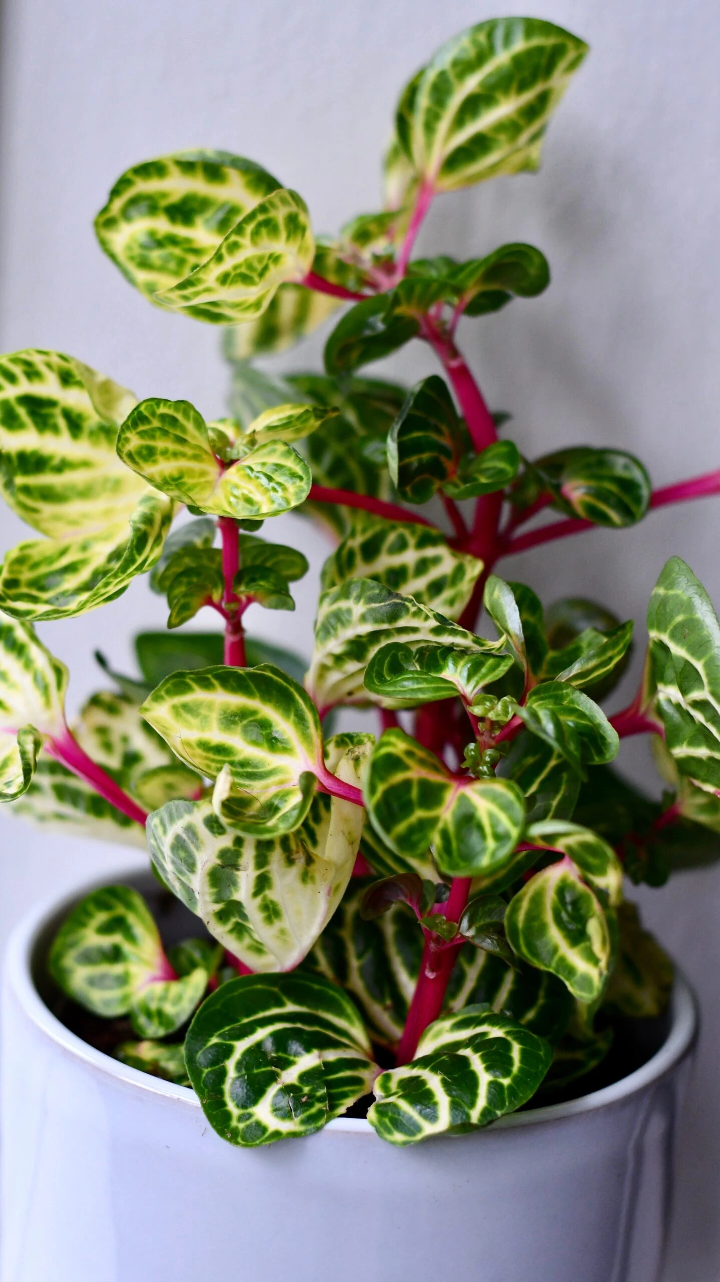 Large Iresine Herbstii Funnygold 2 Large Iresine Herbstii Funnygold - Image 2