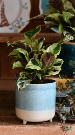 Calathea Yellow Fusion