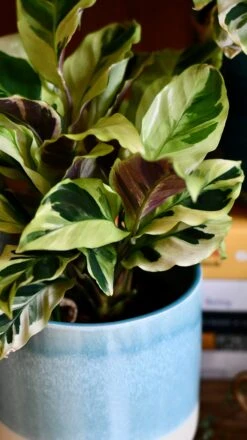 Calathea Yellow Fusion -Verdant Haven Sales Store DSC 2585