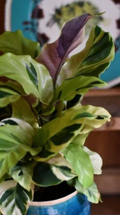Calathea Yellow Fusion -Verdant Haven Sales Store DSC 2589