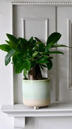 Mini Money Tree (Fortune Tree Or Pachira Aquatica) -Verdant Haven Sales Store DSC 2622