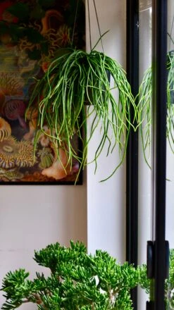 Moonlight Cactus Or Selenicereus Wercklei -Verdant Haven Sales Store DSC 2645