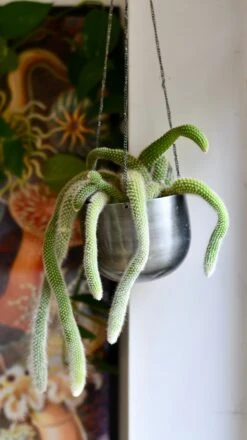 Hildenwintera Colademononis Or Monkey Tail Cactus, -Verdant Haven Sales Store DSC 2648