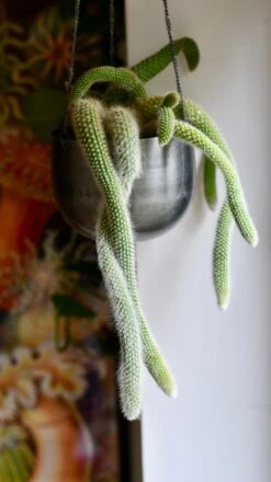 Hildenwintera Colademononis Or Monkey Tail Cactus,