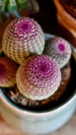 Echinocereus Rigidissimus Rubrispinus (rainbow Hedgehog Cactus) -Verdant Haven Sales Store DSC 2691