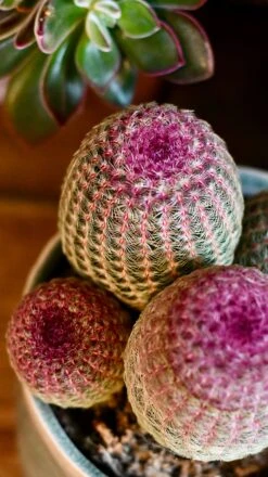 Echinocereus Rigidissimus Rubrispinus (rainbow Hedgehog Cactus) -Verdant Haven Sales Store DSC 2695