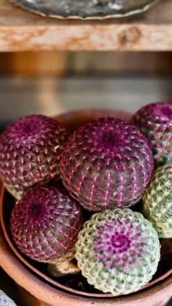 Echinocereus Rigidissimus Rubrispinus (rainbow Hedgehog Cactus) -Verdant Haven Sales Store DSC 2704