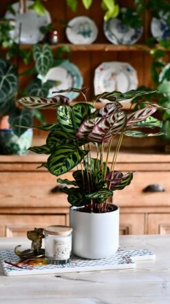 Calathea Makoyana (Also Known As Peacock Plant Or Cathedral Windows) & Lisbon Planter -Verdant Haven Sales Store DSC 2721