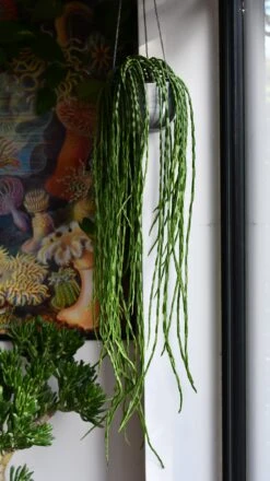 Rhipsalis Paradoxa, The Chain Cactus 6 Rhipsalis Paradoxa, The Chain Cactus -Verdant Haven Sales Store DSC 2748