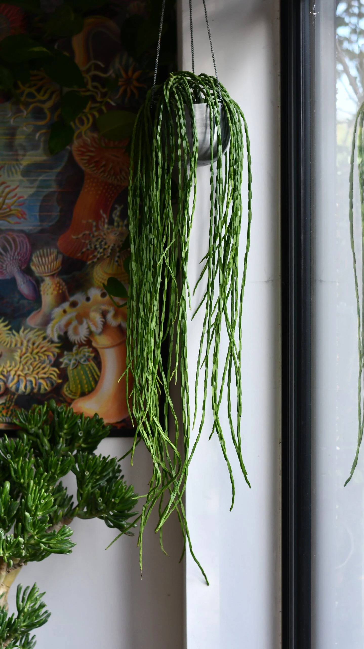 Rhipsalis Paradoxa, The Chain Cactus 1 Rhipsalis Paradoxa, The Chain Cactus