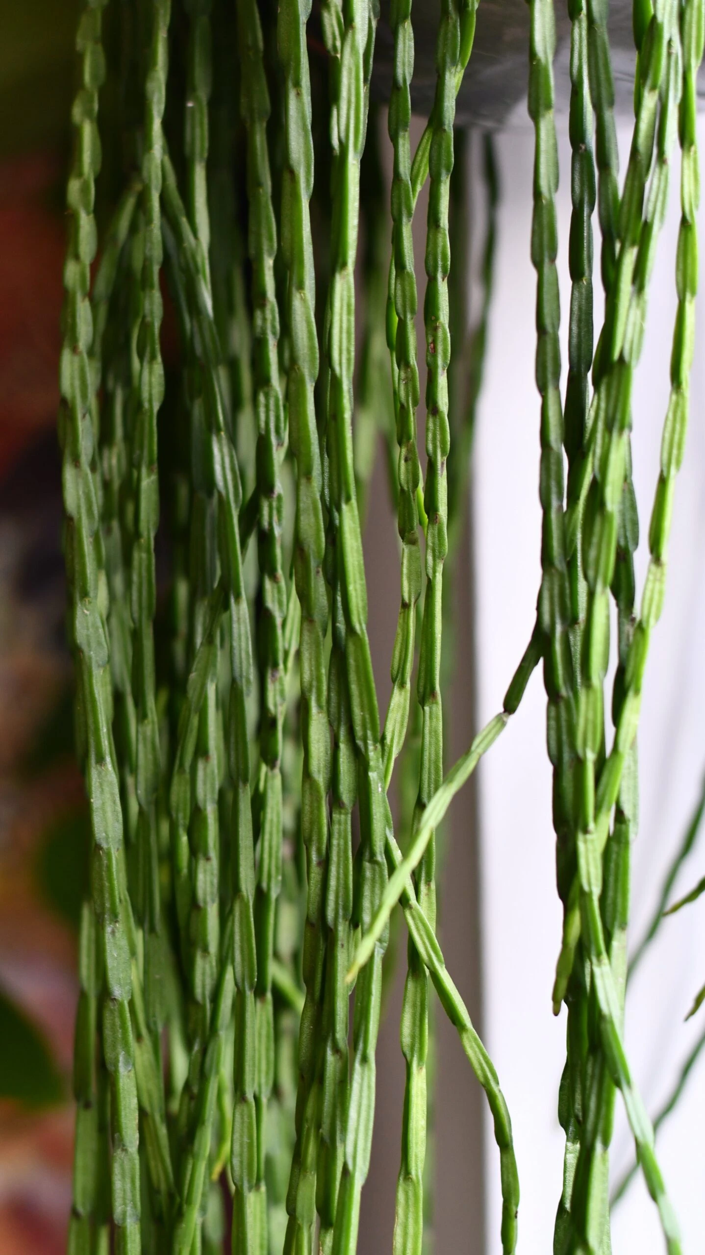 Rhipsalis Paradoxa, The Chain Cactus 4 Rhipsalis Paradoxa, The Chain Cactus - Image 4