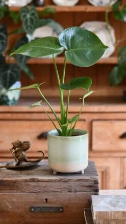 Mini Monstera Deliciosa (Swiss Cheese Plant) -Verdant Haven Sales Store DSC 2801